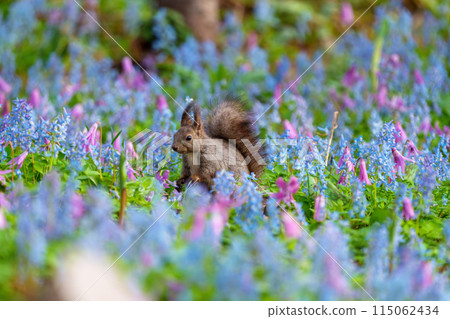 Fantasy-like fairy-tale flower field of Hokkaido squirrels at Urausu Shrine in Hokkaido 115062434