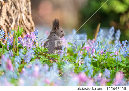 Fantasy-like fairy-tale flower field of Hokkaido squirrels at Urausu Shrine in Hokkaido 115062436