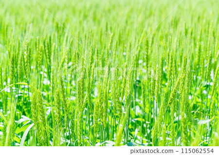 新綠色的麥田 115062554