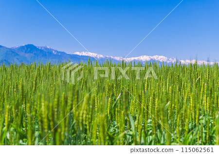 Vibrant wheat fields and snowy mountains in spring 115062561