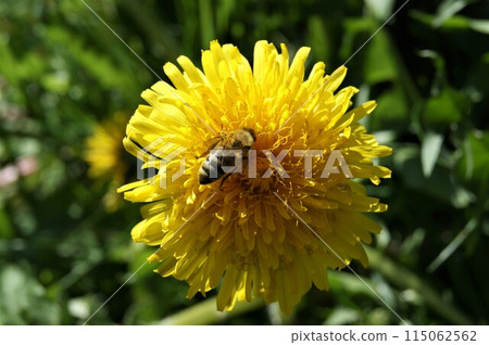 Top view of a bee and a dandelion on a sunny day. 115062562