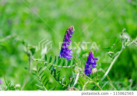  多花野碗豆 115062565