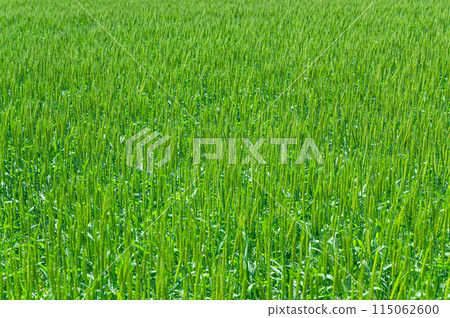 Vibrant wheat fields in spring 115062600