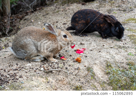 Rabbits on Okunoshima (Rabbit Island) in Hiroshima eating flower petals 115062893