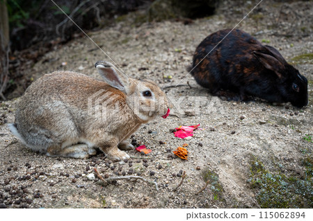 Rabbits on Okunoshima (Rabbit Island) in Hiroshima eating flower petals Rabbits on Okunoshima (Rabbit Island) in Hiroshima eating flower petals 115062894