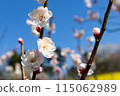 Blue sky and plum blossoms 115062989