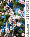Blue sky and plum blossoms 115062991