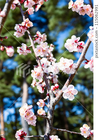 藍天和梅花 115062991