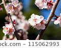 Blue sky and plum blossoms 115062993