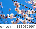 Blue sky and plum blossoms 115062995