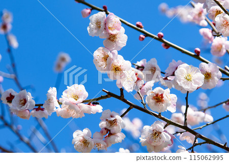 Blue sky and plum blossoms 115062995