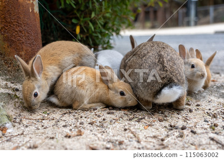 廣島大久野島（兔子島）的兔子家族 115063002