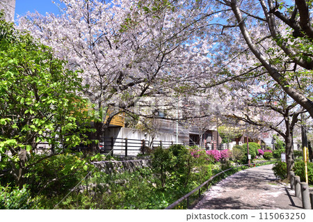 世田谷大田、北澤川綠道的櫻花 115063250