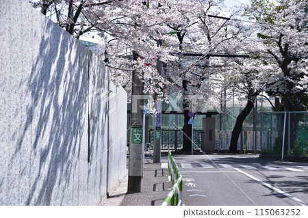 世田谷/日本大學櫻丘高中的櫻花 世田谷/日本大學櫻丘高中的櫻花 115063252