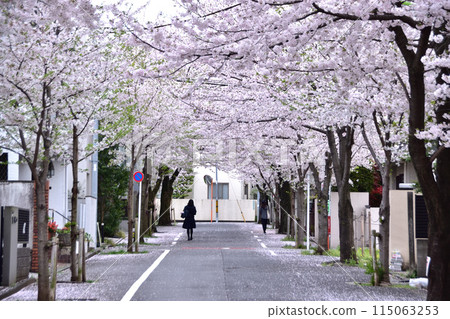 舊新町住宅區（世田谷、深澤、南大通）的櫻花樹 115063253