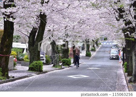 世田谷瑜伽,神學院下的一排櫻花樹 世田谷瑜伽,神學院下的一排櫻花樹 115063256