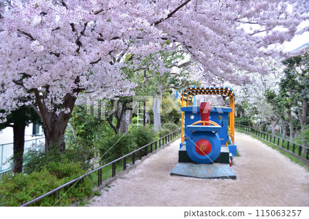 冷杉並下高道玉川上水大山公園的櫻花樹和蒸氣機車遊樂設施 冷杉並下高道玉川上水大山公園的櫻花樹和蒸氣機車遊樂設施 115063257