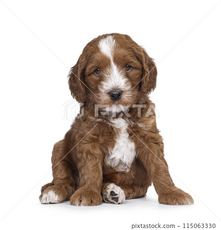 Labradoodle pup on white background Labradoodle pup on white background 115063330
