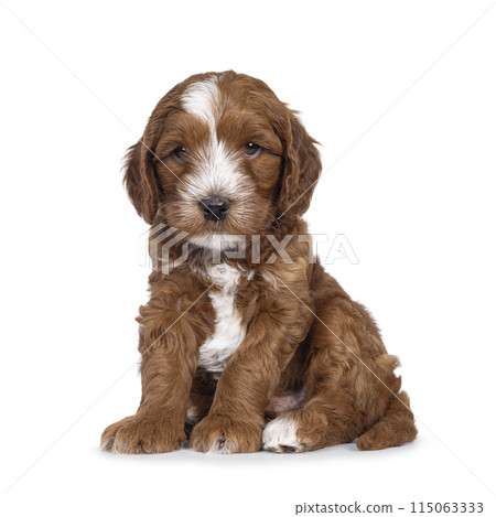 Labradoodle pup on white background 115063333