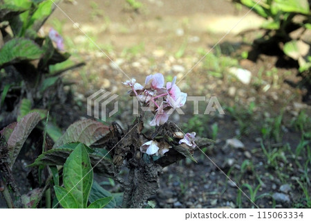 A fleeting flower that is about to wither A fleeting flower that is about to wither 115063334