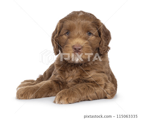Labradoodle pup on white background 115063335
