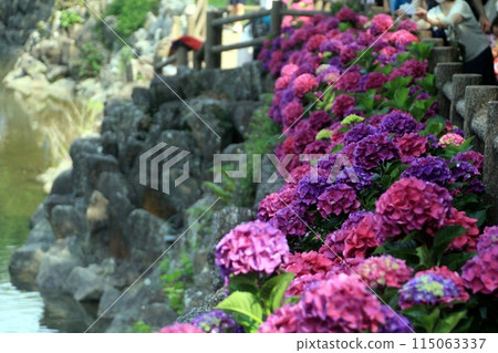 Hydrangea blooming on water 115063337