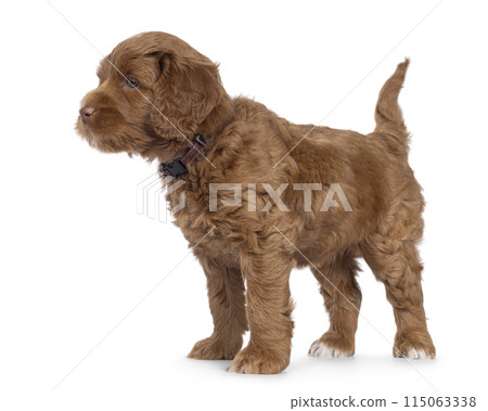 Labradoodle pup on white background Labradoodle pup on white background 115063338
