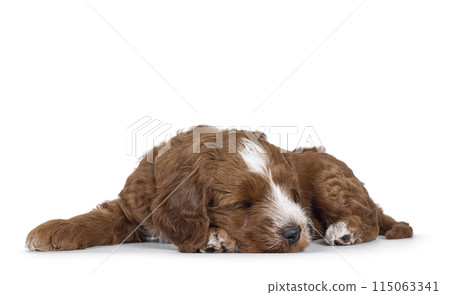 Labradoodle pup on white background Labradoodle pup on white background 115063341