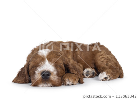 Labradoodle pup on white background Labradoodle pup on white background 115063342