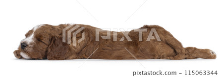 Labradoodle pup on white background 115063344