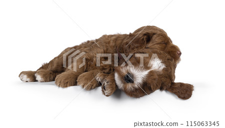 Labradoodle pup on white background 115063345