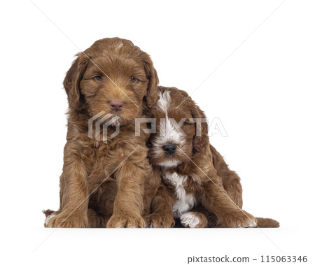 Labradoodle pup on white background 115063346
