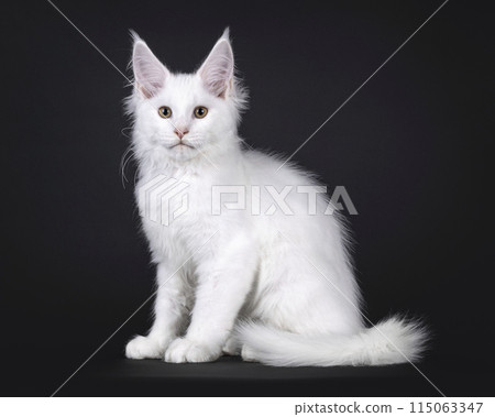 Maine Coon cat kitten on black Maine Coon cat kitten on black 115063347