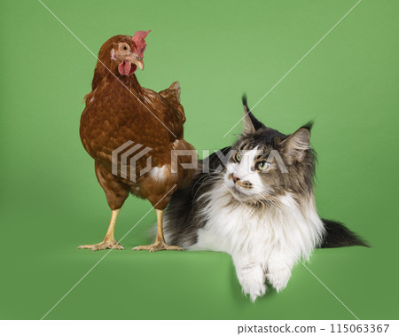 Chicken and cat on green background Chicken and cat on green background 115063367