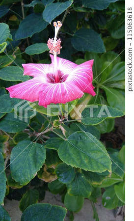 雙色粉紅白色芙蓉花 雙色粉紅白色芙蓉花 115063618