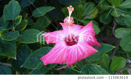 雙色粉紅白色芙蓉花 115063619