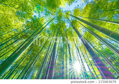 日本橫濱城市景觀美麗的竹林和開始變黃的陽光...希望之光...=5月16日 日本橫濱城市景觀美麗的竹林和開始變黃的陽光...希望之光...=5月16日 115063679