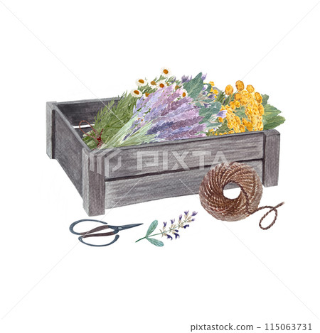 Wooden crate with blue tansy, lavender, sage, chamomile, scissors in watercolor isolated on white. Rustic art in simple stile for vintage design, flower shops, stickers, gardening, organic herbs 115063731