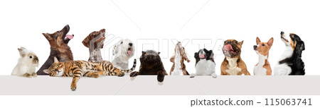 Collage. Purebred cat, dogs and carrot isolated on white background. Adorable domestic pets. Collage. Purebred cat, dogs and carrot isolated on white background. Adorable domestic pets. 115063741