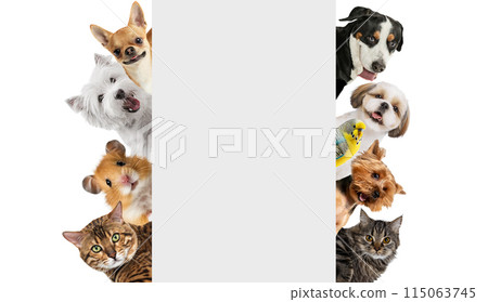 Collage. Diversity of animals such as dogs, cat, hamster, parrot isolated on white background 115063745