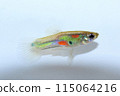 Wild type guppy (male) 115064216