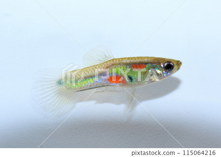 Wild type guppy (male) Wild type guppy (male) 115064216