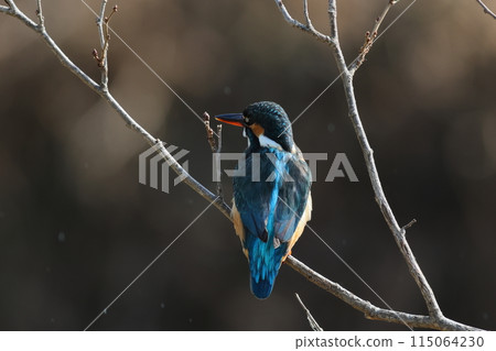 Kingfisher and waterside scenery, back view 115064230