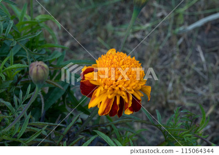 close up of a yellow marigold flower with green leaves. close up of a yellow marigold flower with green leaves. 115064344