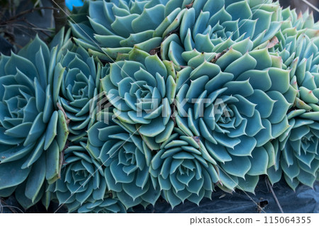 close up of a cluster of blue Echeveria succulents 115064355