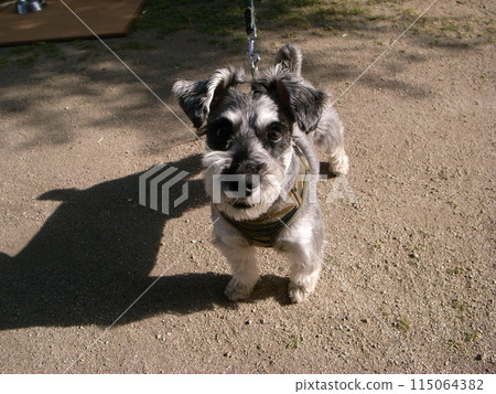 Miniature Schnauzer on a walk 115064382