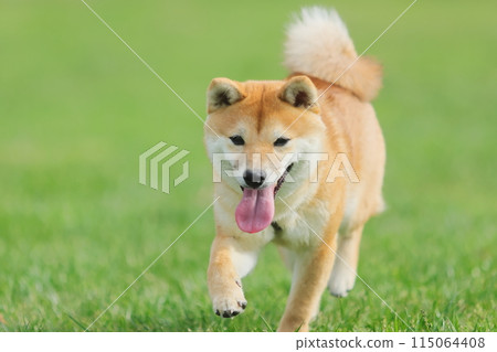 Running Shiba Inu puppy Running Shiba Inu puppy 115064408