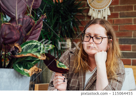 Frustrated upset woman examining dried foliage of Calathea plant. Houseplants diseases. Disorders Identification, Treatment, Houseplants sunburn, overwatering. Damaged Leaves. Home Gardening troubles 115064455