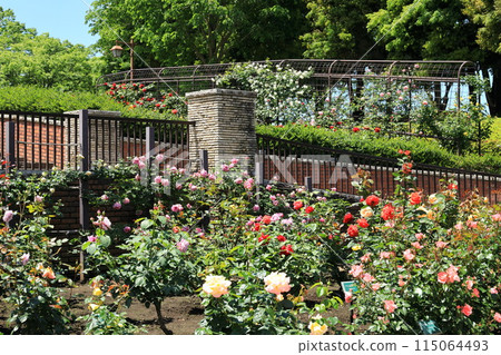 都立阿基魯台公園玫瑰園 115064493