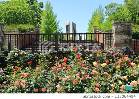 都立阿基魯台公園玫瑰園 都立阿基魯台公園玫瑰園 115064494